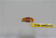 藏品(拉氏清溪蟹)的圖片